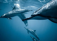 开云之路：把握云端新机遇，开启企业增长的新征程